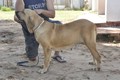 Matriz - Fila Brasileiro Dourado - Canil Singular - Gipsy
